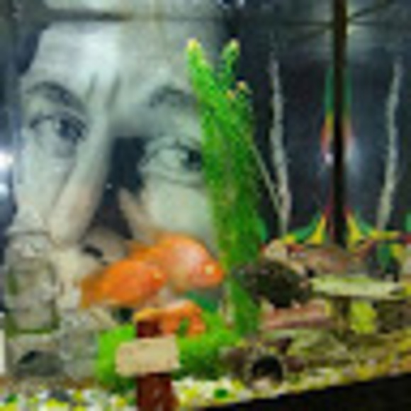 Meet your Posher, Alphonso - Picture 1 of 1